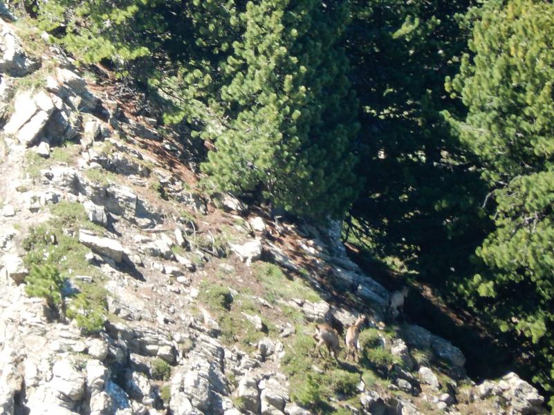 Chamois sur la Crête du Lauzet