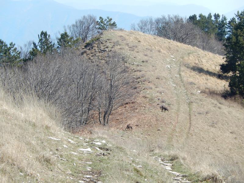 Chamois sur la crête de Lure