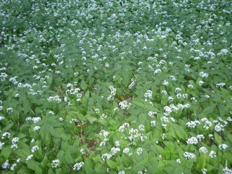 Champ d'ail des ours aux vertus medicinales