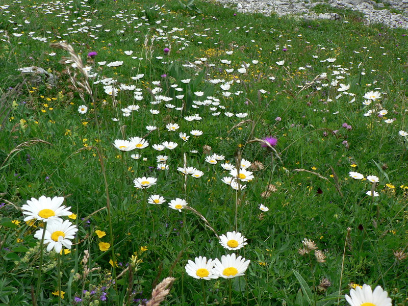 Champ de fleurs