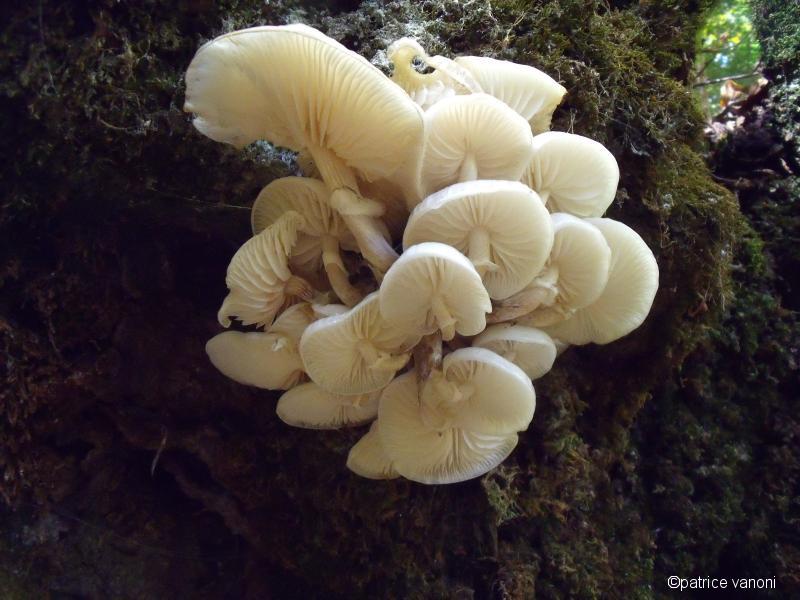 Champignons.