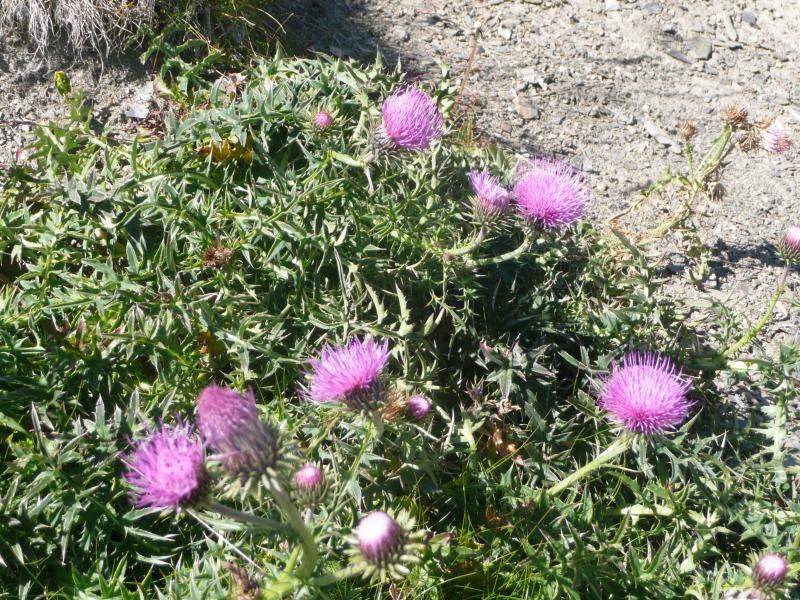 Chardons en fleurs -Ecrins