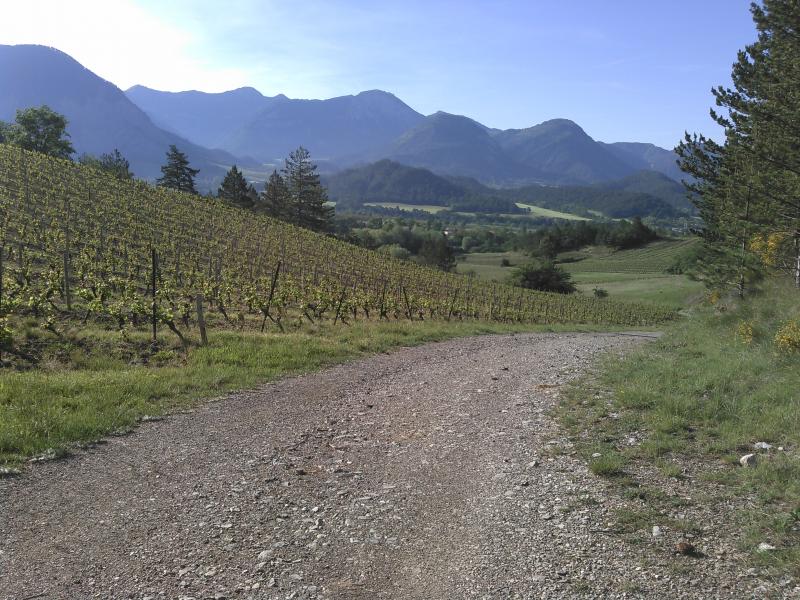 Chemin des vignes vers Châtillon