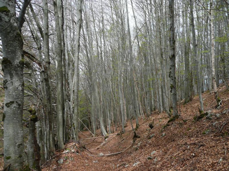 Chemin protéiforme