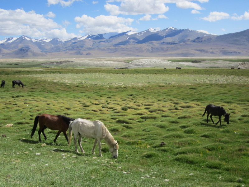 Chevaux