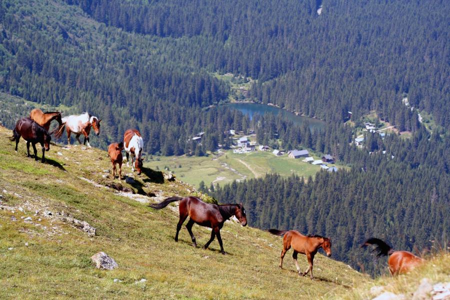 Chevaux sous le lac Fourchu