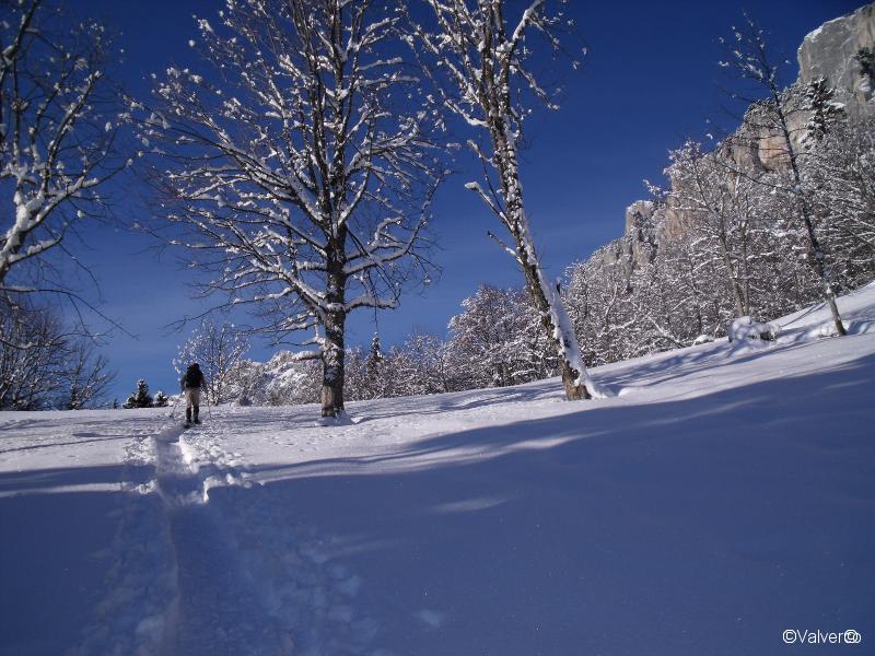 Clairière sous le cirque