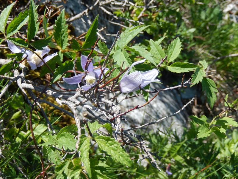 Clématites