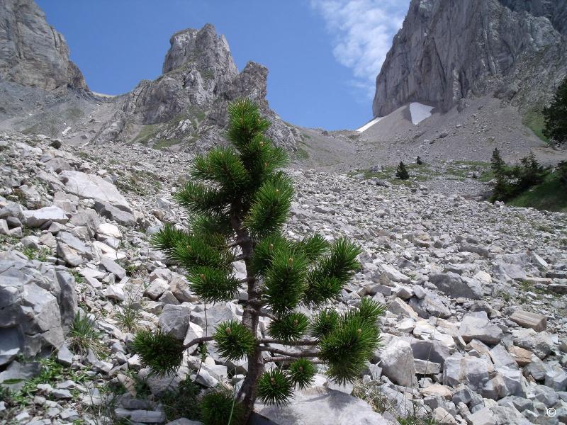 Col des Aiguilles