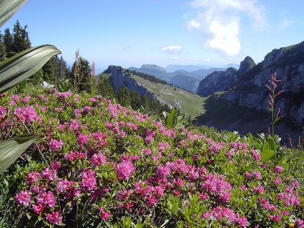 Col et Rhododendrons.