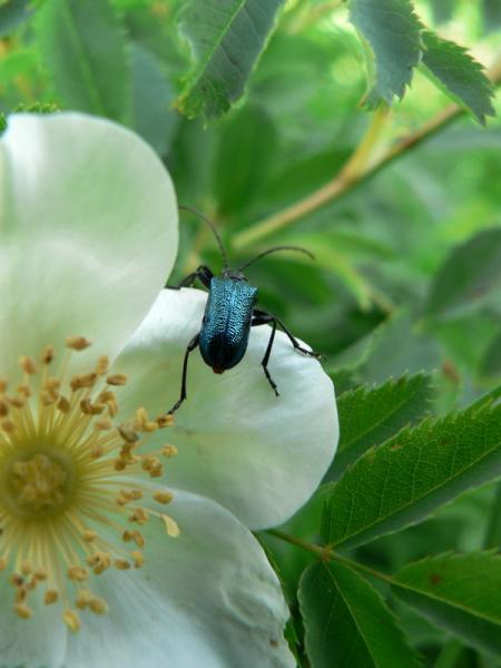 Coleoptère sur une fleur d'églantier.
