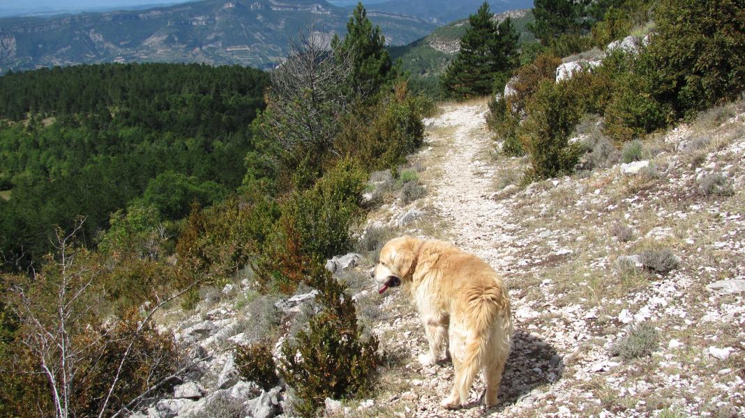 Compagnon de rando