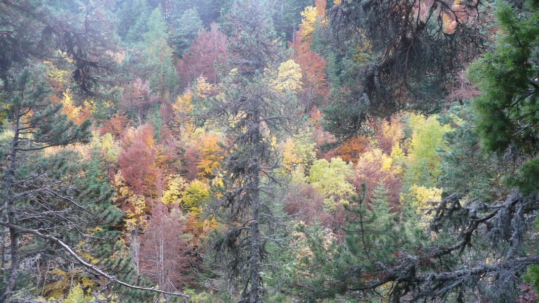 Couleurs de forêt - Vercors Est