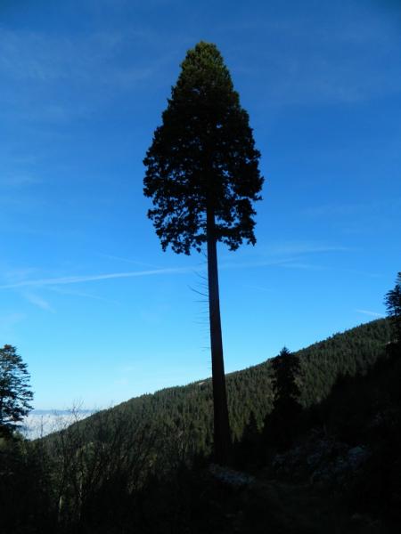 Crêt de Botte