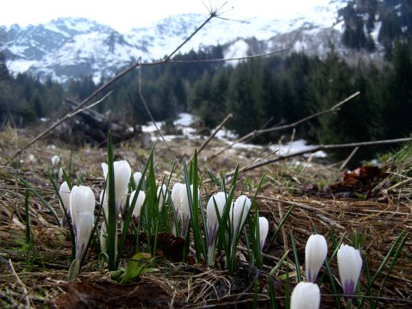 Crocus