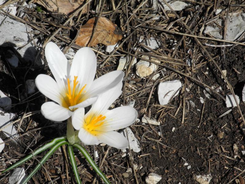 Crocus blancs