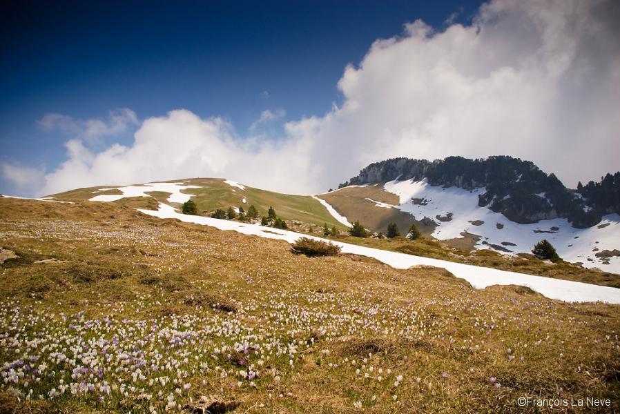Croix de l'Alpe 1821m, Chartreuse