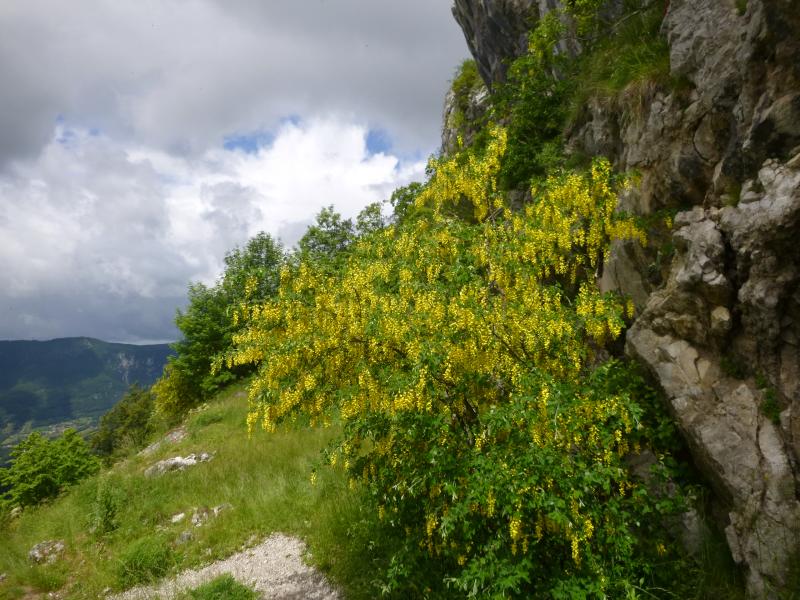 Cytise en fleurs