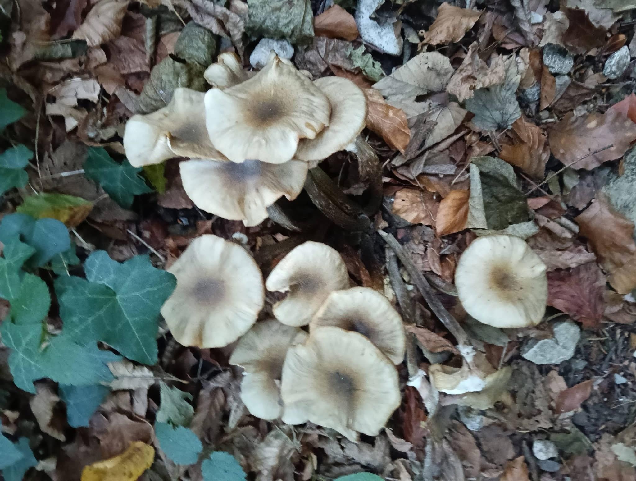 C’est pas une année à champignons 