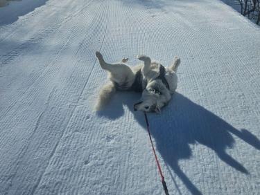 SKIMO 16: Le Tour - Charamillon, Petite sortie grand plaisir