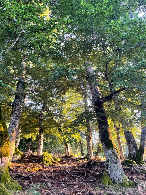 Incroyable Cuscionu !