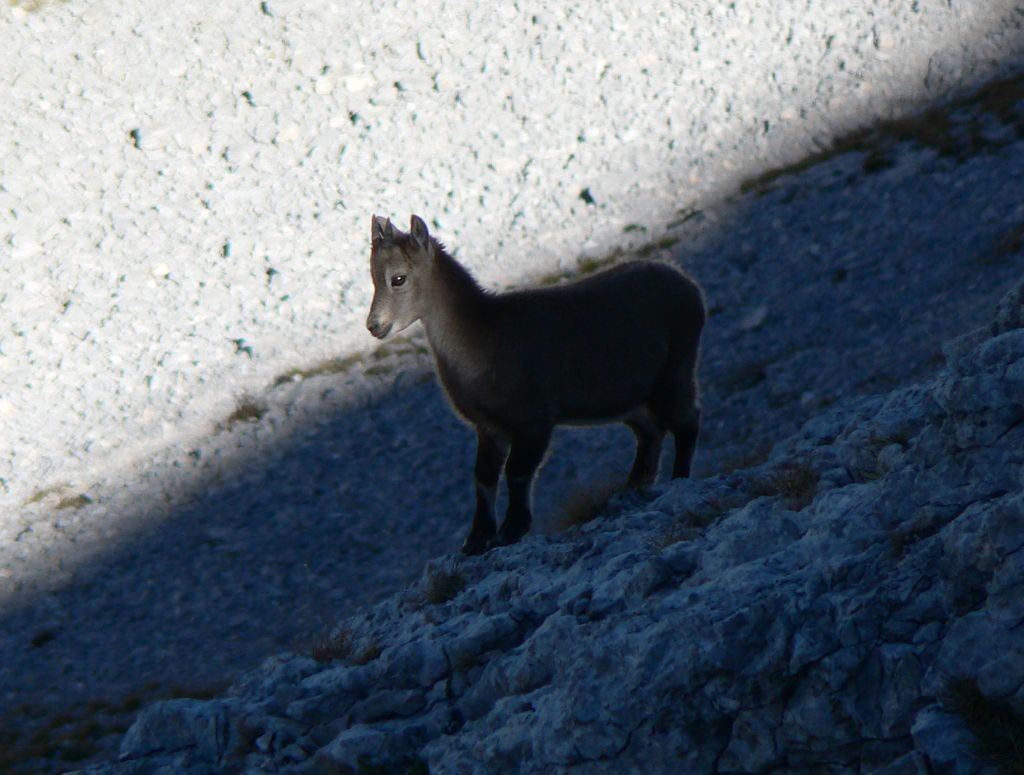 Cabri du Vercors