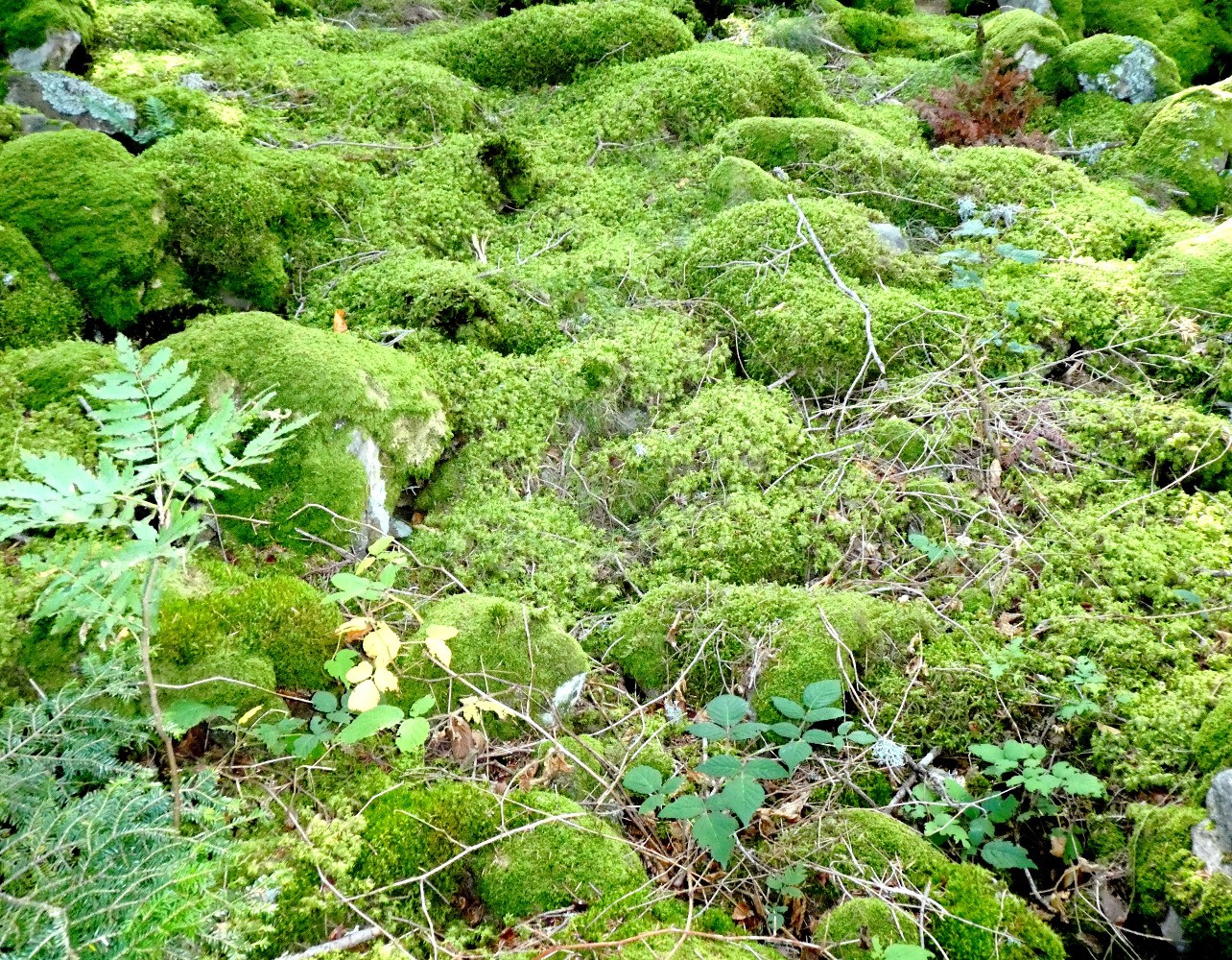 Camouflage