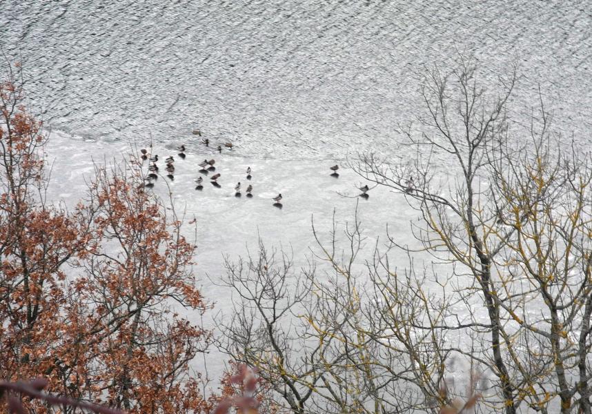 canards au Pertuiset