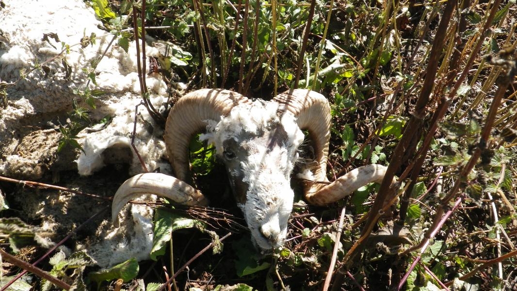 carcasse de bélier