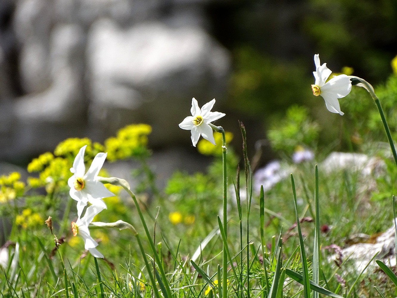 Narcisses sous Chamechine