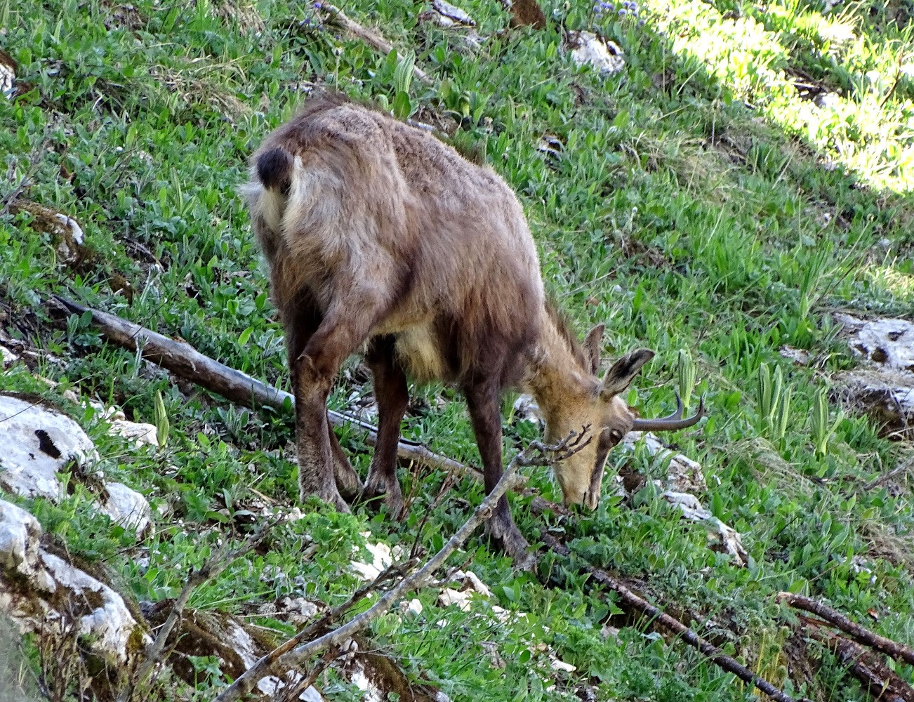 Vieille femelle chamois presque placide.