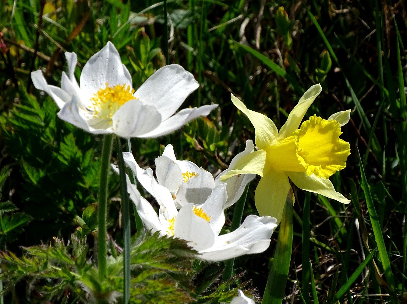 Bouquet d anÃ©mones et de jonquille.
