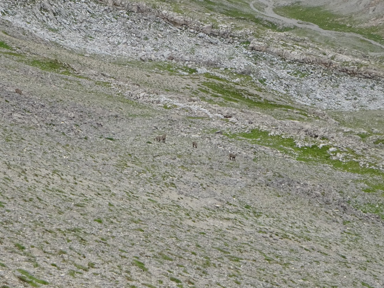 Chamois au-dessus du col de Vautreuil