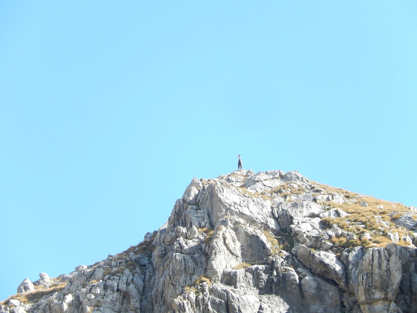Chamois au Roc Blanc