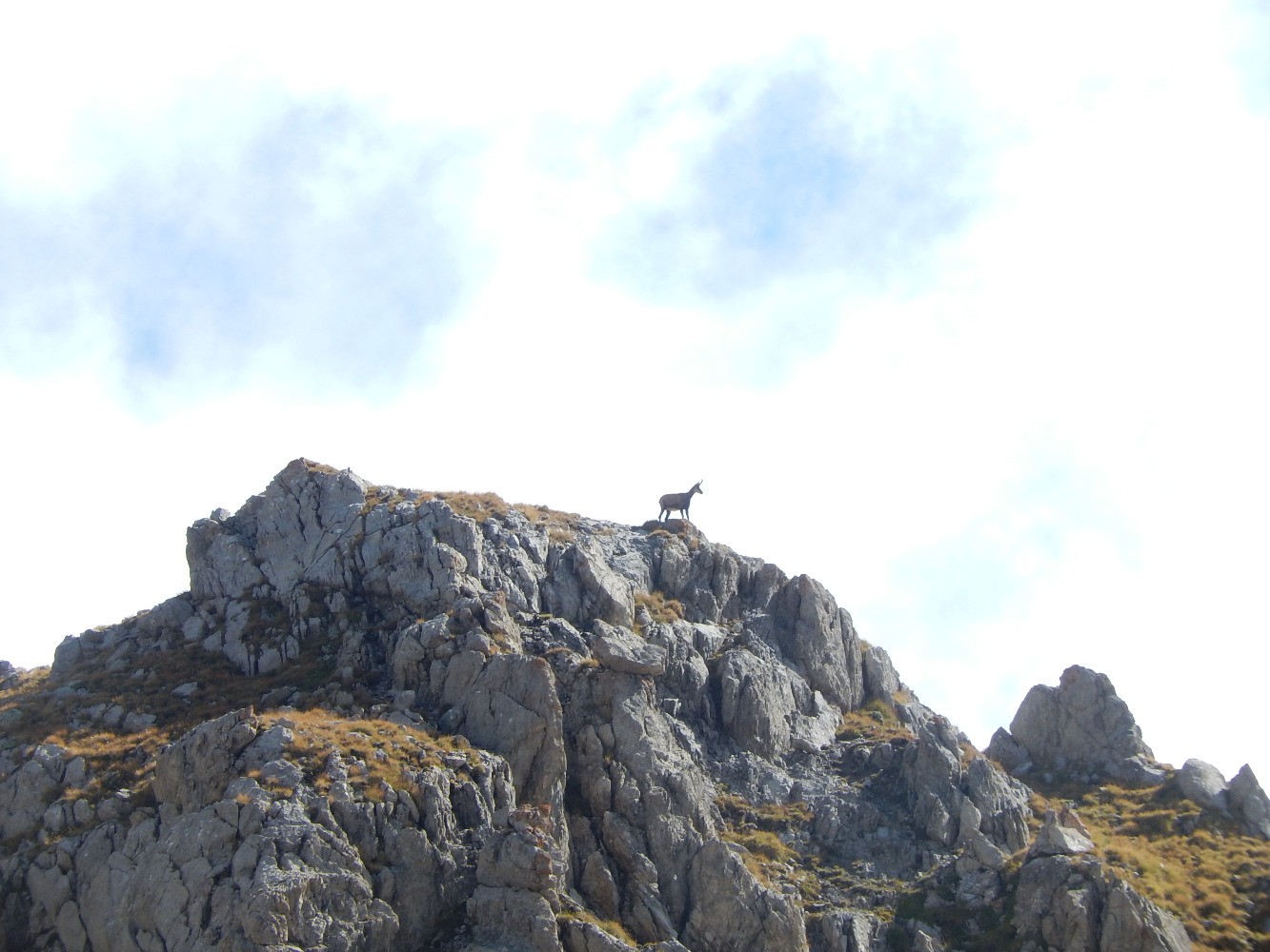 Chamois au Roc Blanc