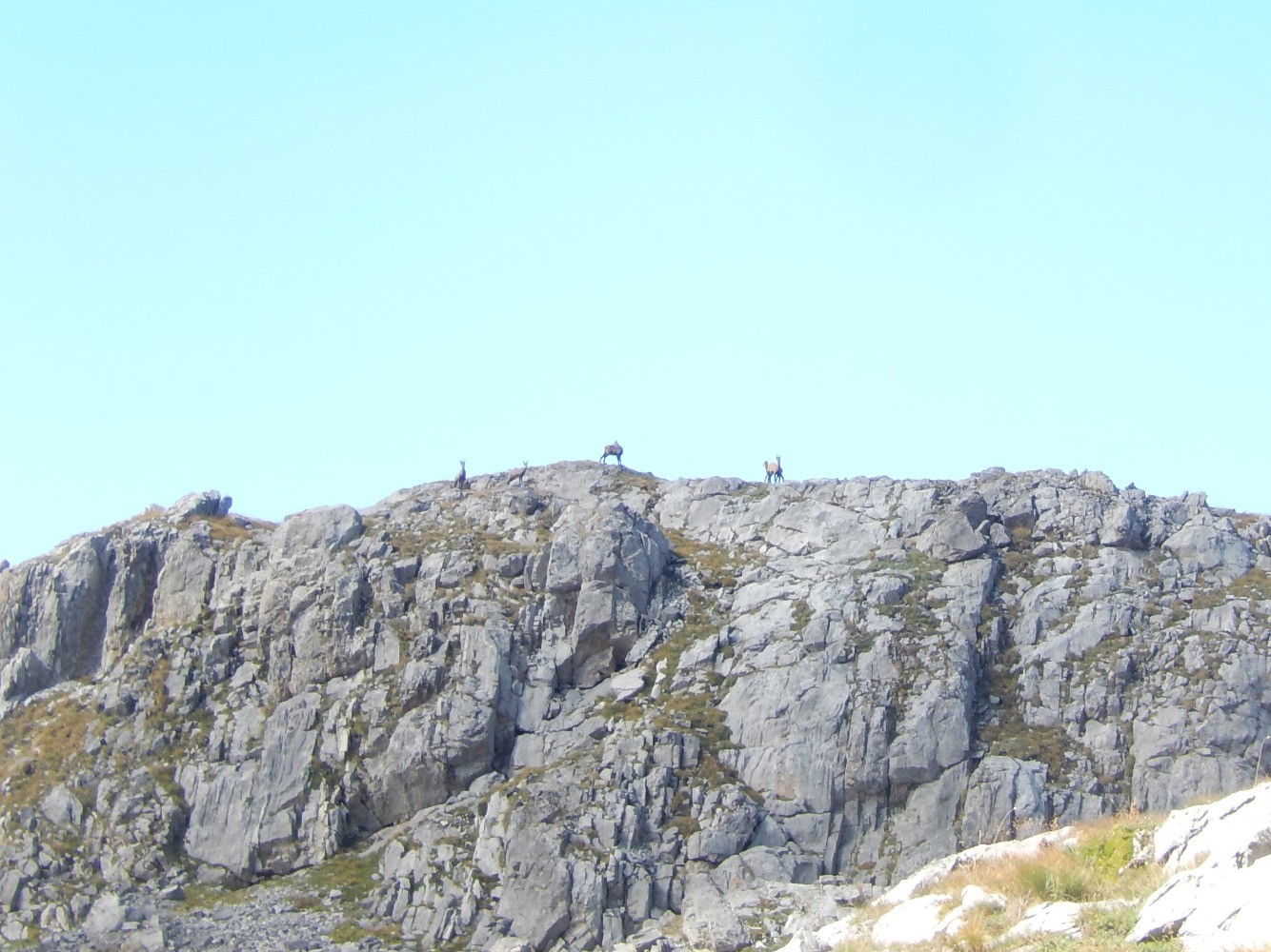 Chamois au Roc Blanc