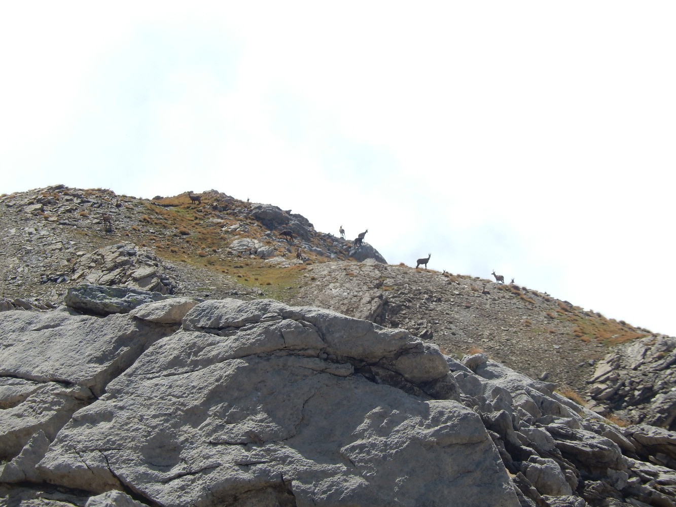 Chamois au Roc Blanc