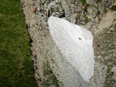 Chamois au vallon d&apos;Isola