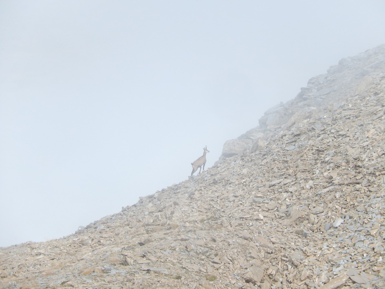 chamois dans le brouillard