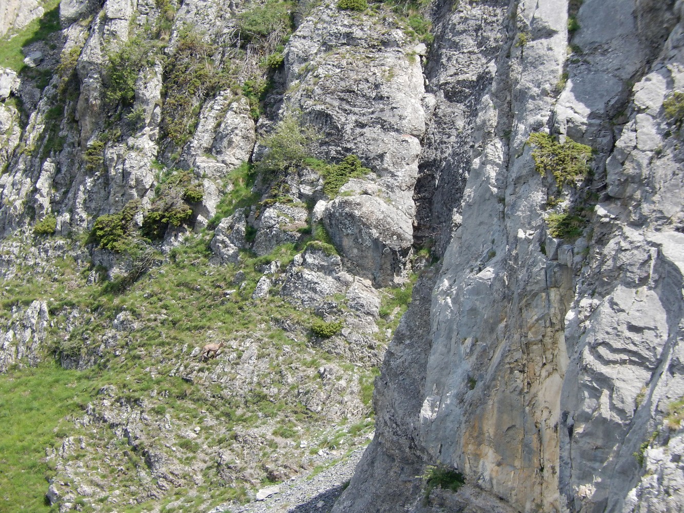 Chamois dans le ravin de Serre Chiret