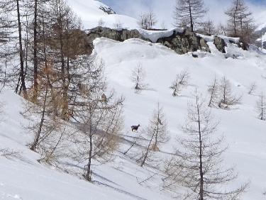Chamois dans le vallon de Chichin vers 2100m