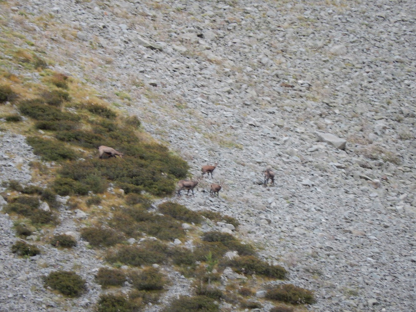 Chamois dans le vallon de Clapouse
