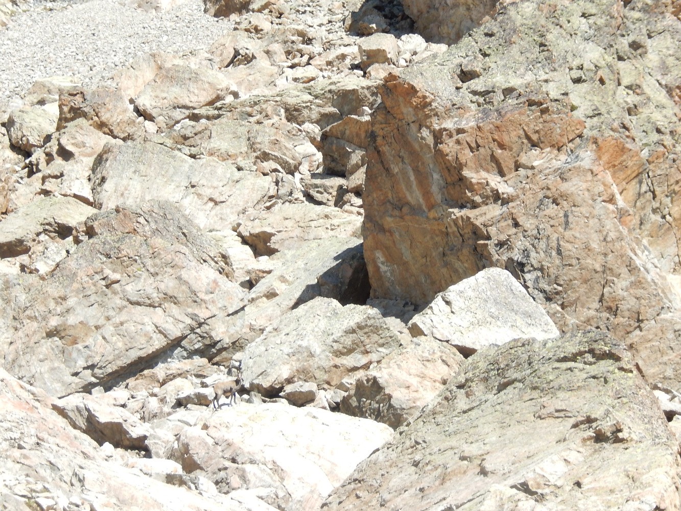 Chamois dans le vallon de Clapouse