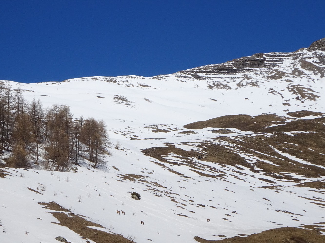 Chamois dans le vallon du Distroit