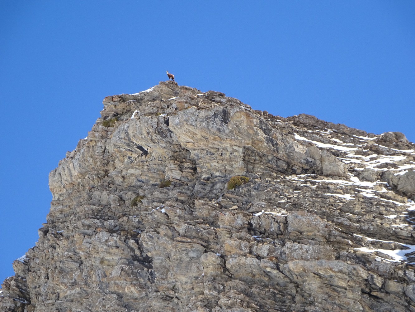 Chamois dans le vallon du Distroit