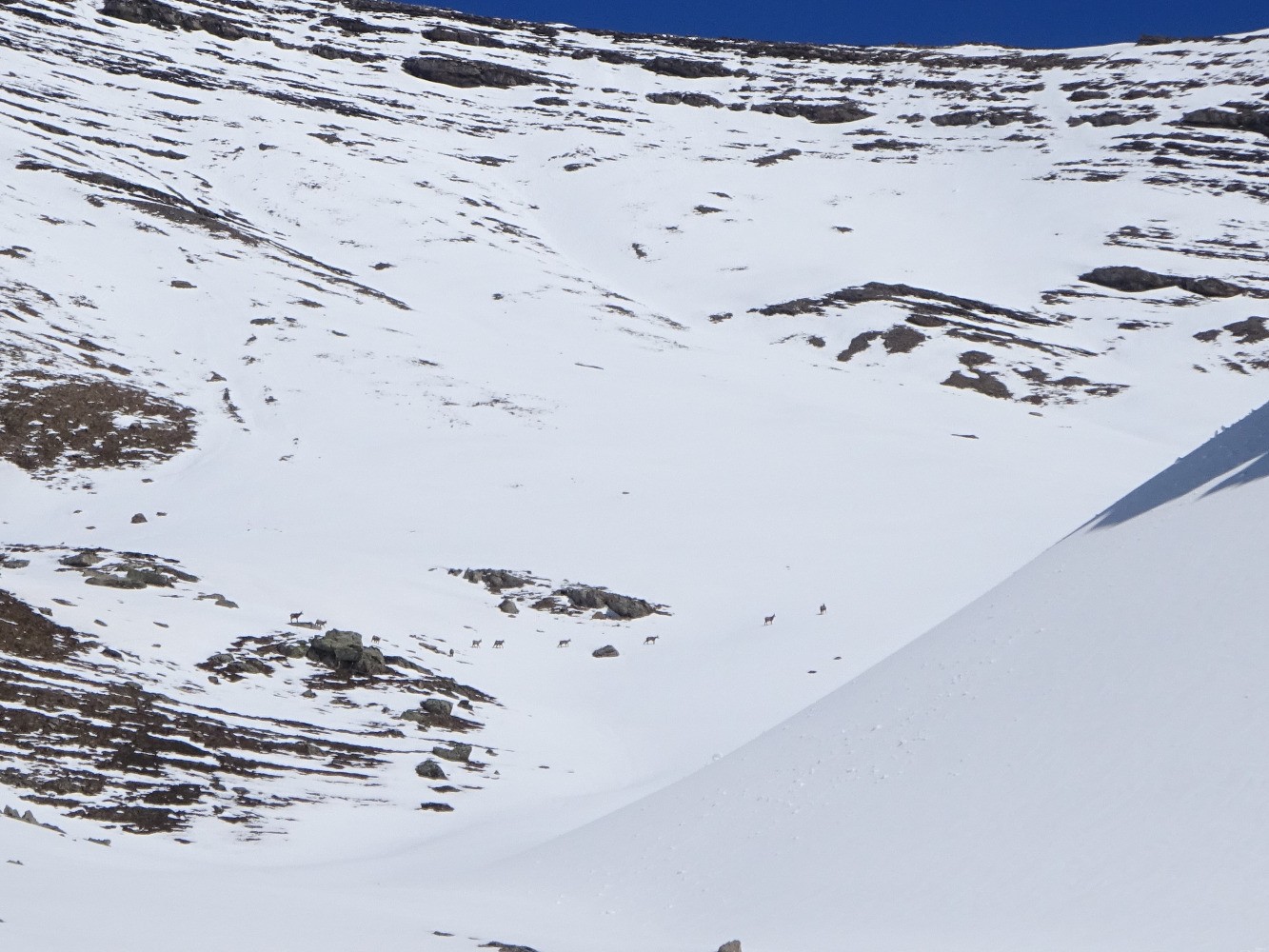 Chamois dans le vallon du Distroit