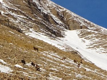 Chamois dans le Vallon