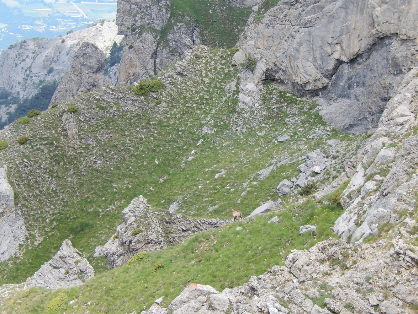 Chamois dans les falaises de Morgon