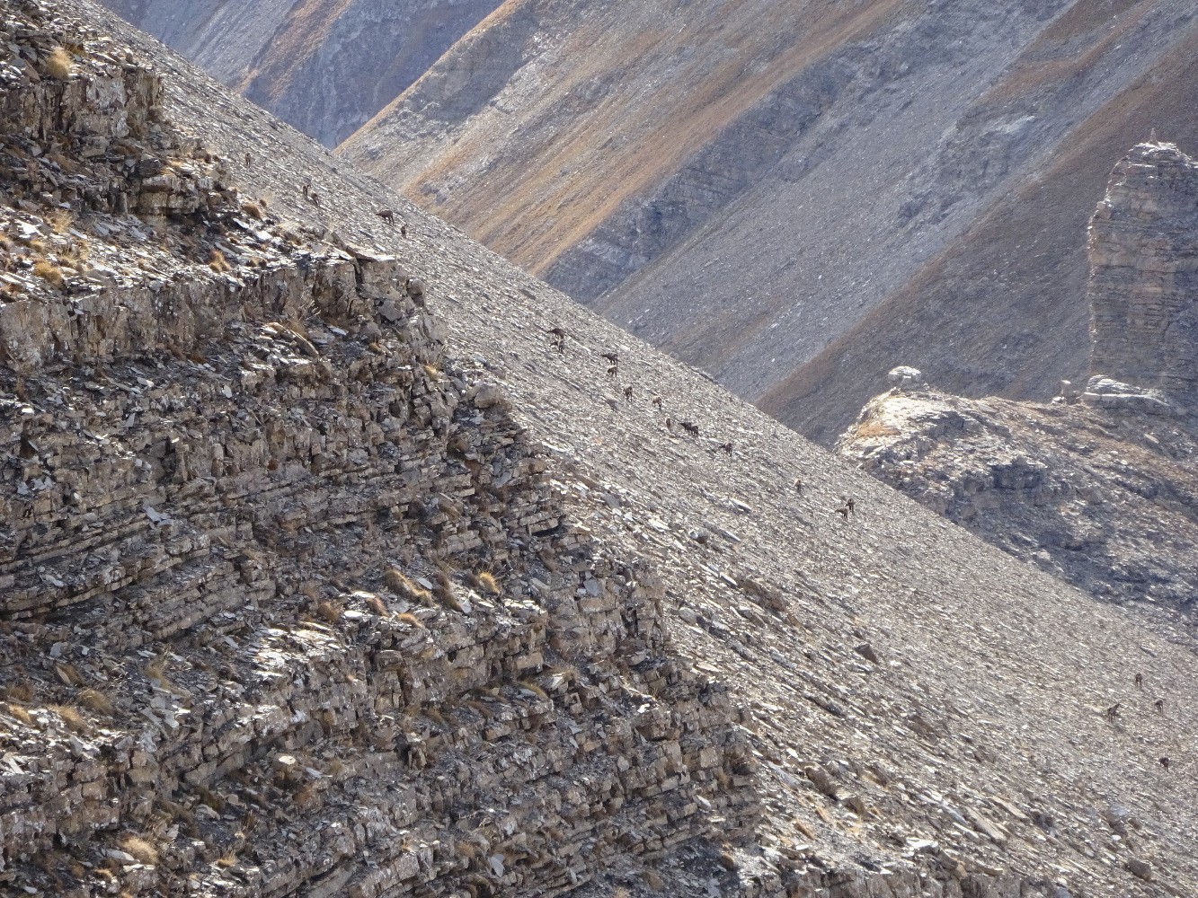 Chamois en versant ouest de Valaoute