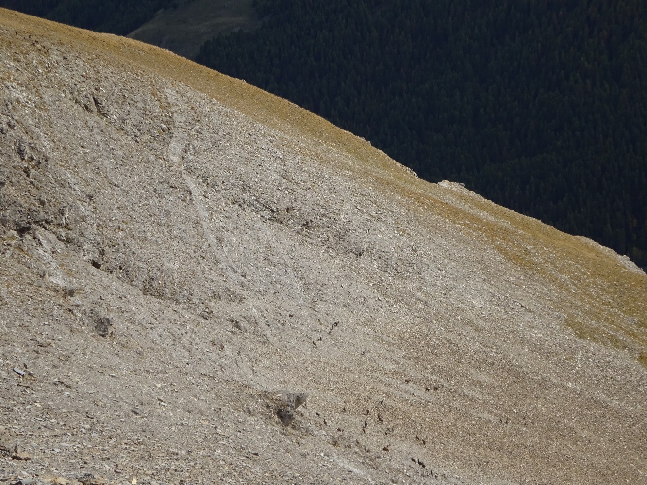 Chamois en versant sud-est de Valaoute